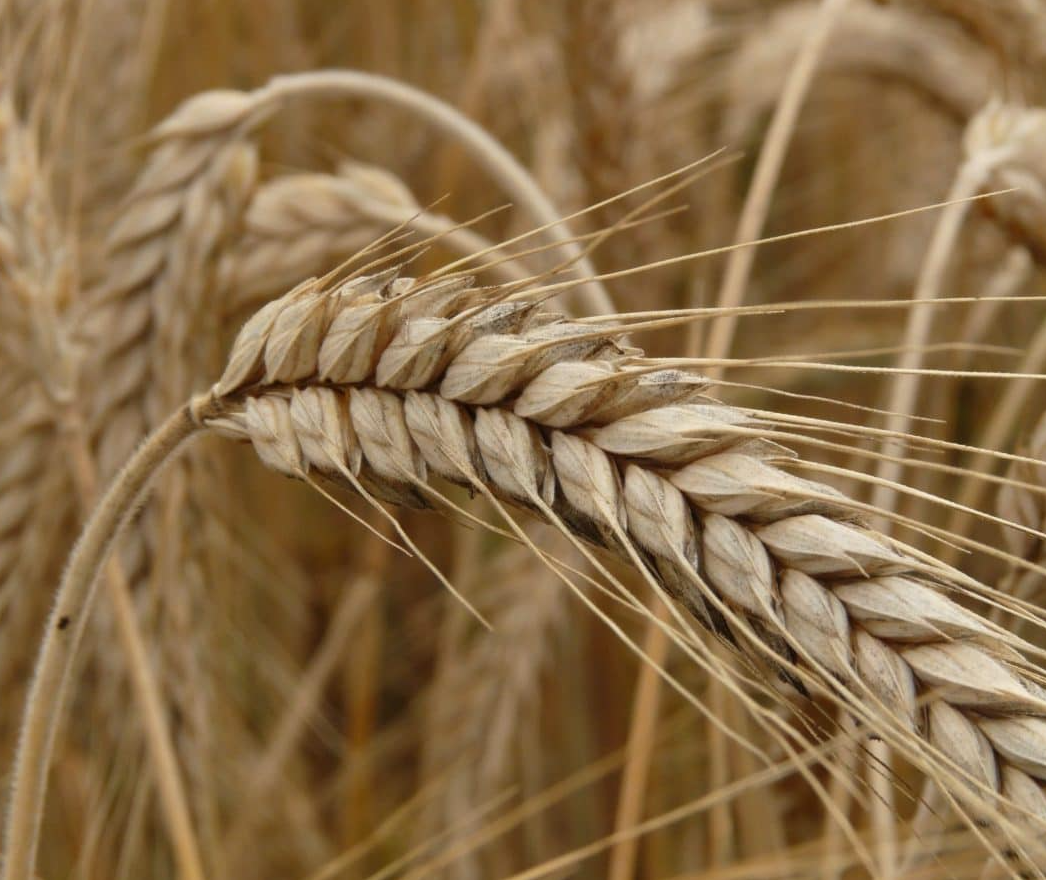 Developing Fusarium Head Blight Resistant Barley