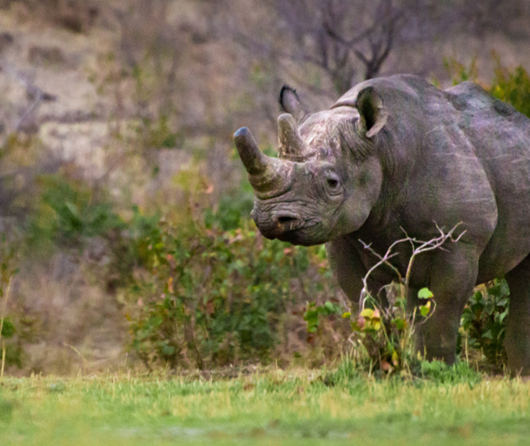 Black Rhino Game Reserve Keeper