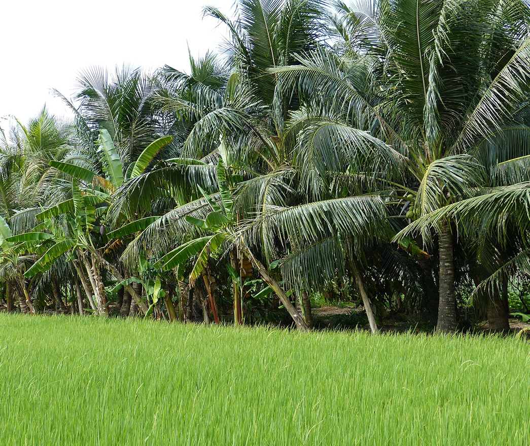 Building Houses in Vietnam